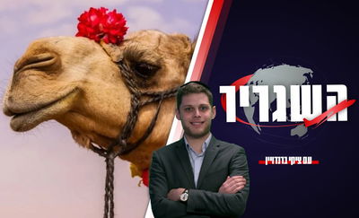 תחרות היופי לגמלים, והטעות שעלתה ביוקר לנציגת אירופה