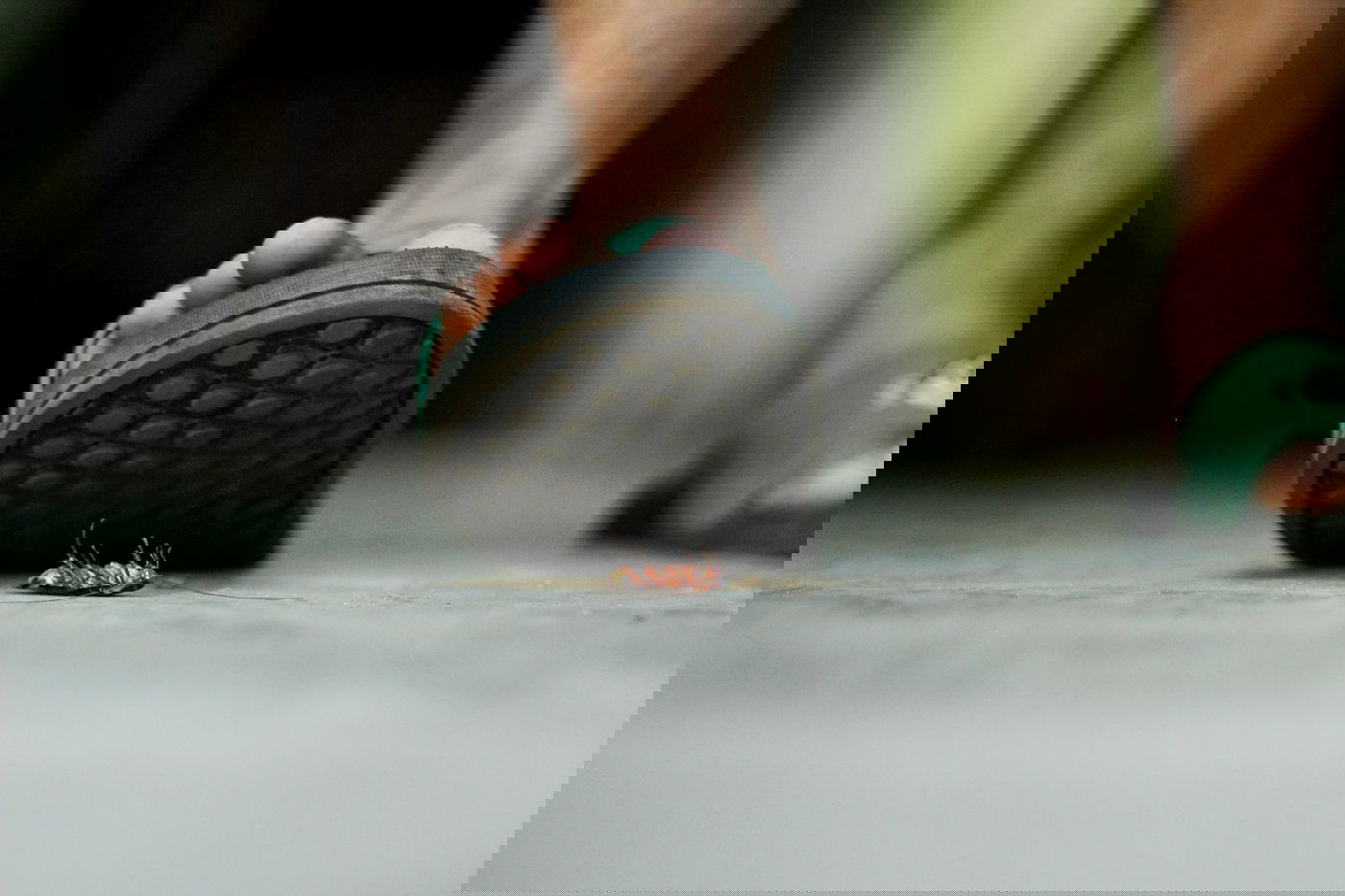 "אמאל'ה, מקק"; כשהדרך היחידה להשמיד אותם היתה שריפת הבית