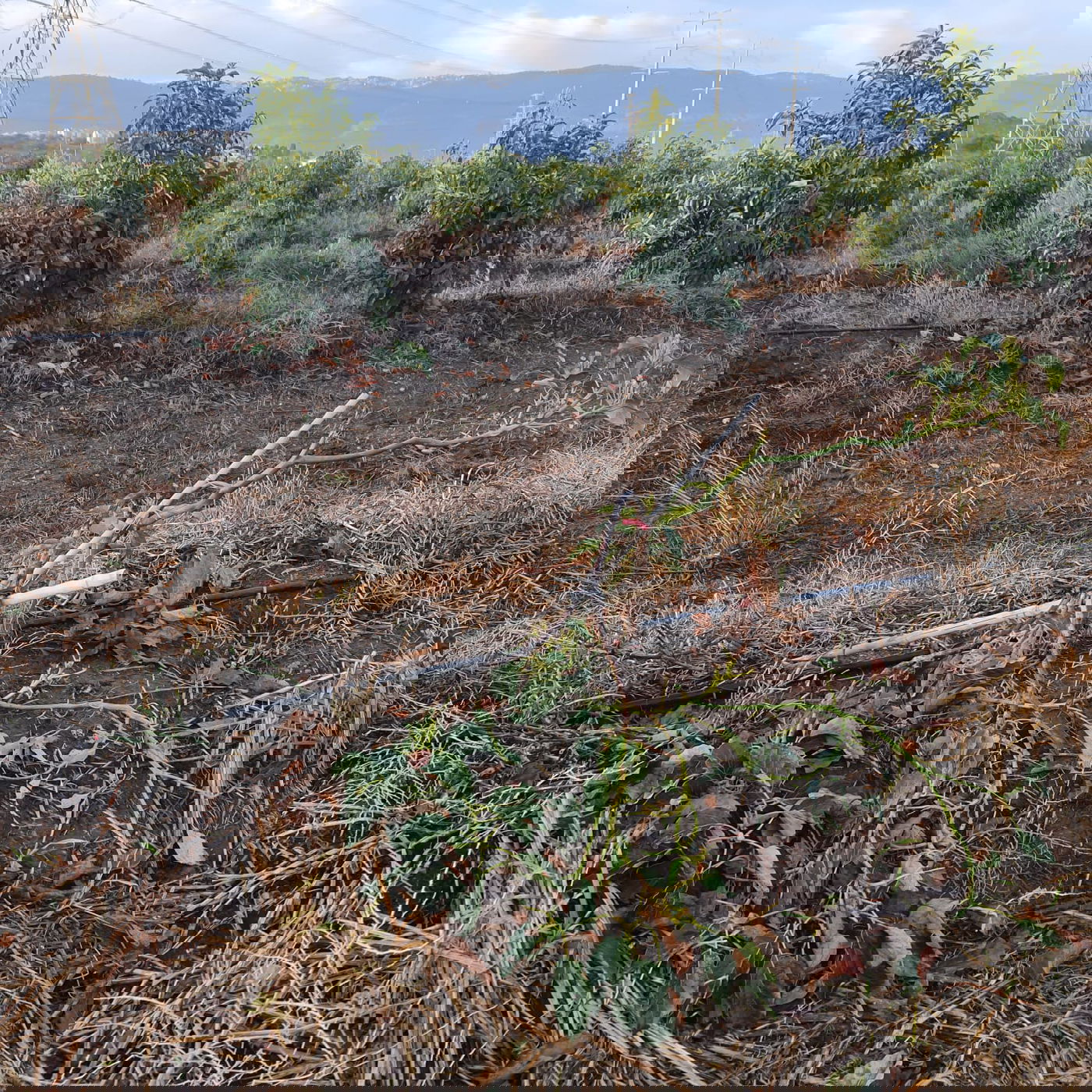 ערבי פלש עם עדר פרות לשטח חקלאי, גרם נזק ונעצר