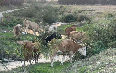 עדר הפרות של החשוד