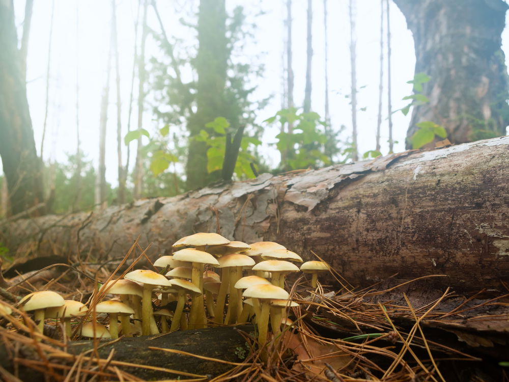 פטריות ביער, אילוסטרציה