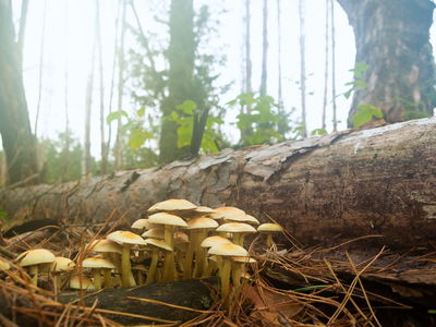 פטריות ביער, אילוסטרציה