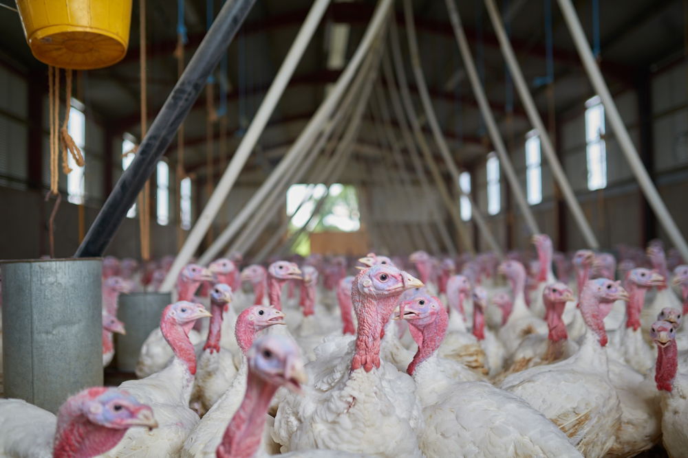 לול תרנגולי הודו, אילוסטרציה