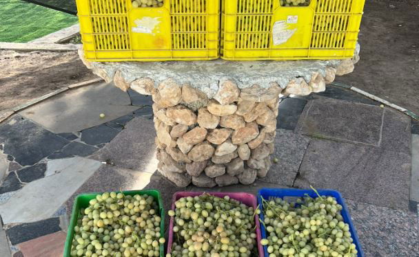 הענבים שנגנבו