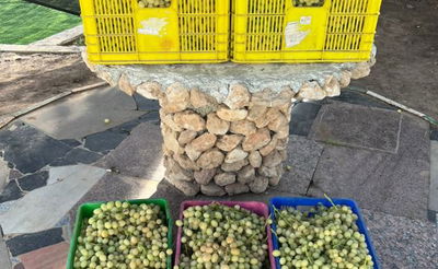 הענבים שנגנבו