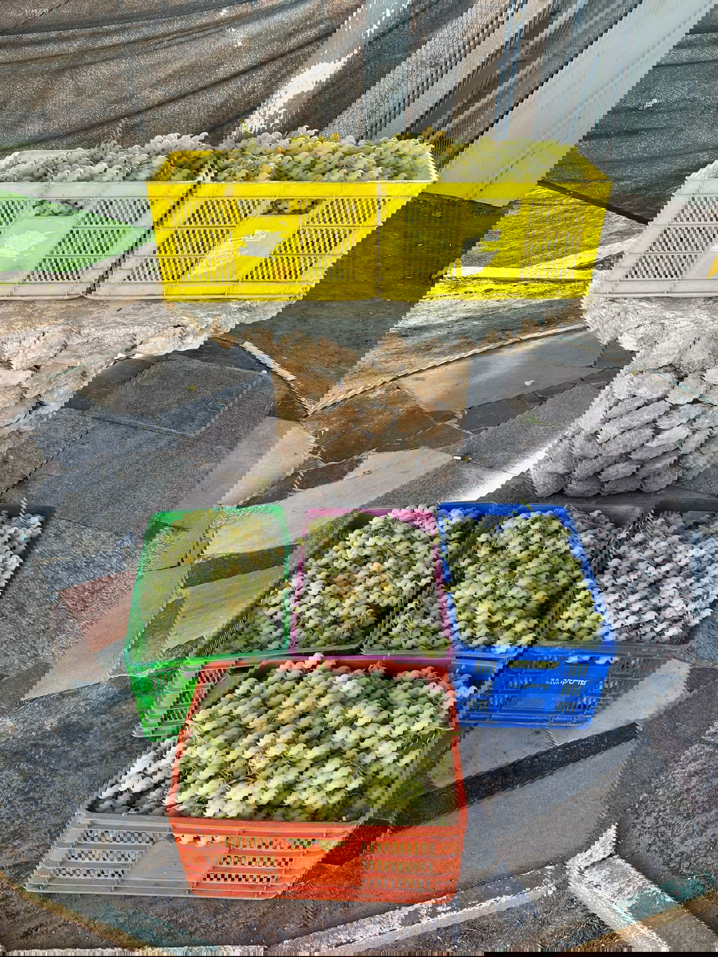 הבלשים תפסו תושב רהט: חשוד בגניבת 160 ק"ג ענבים