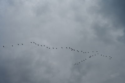 עגורים עפים