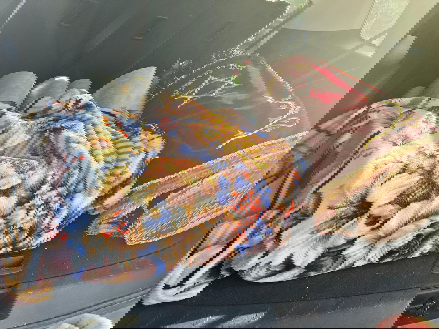 ספרי התורה בני מאות שנים