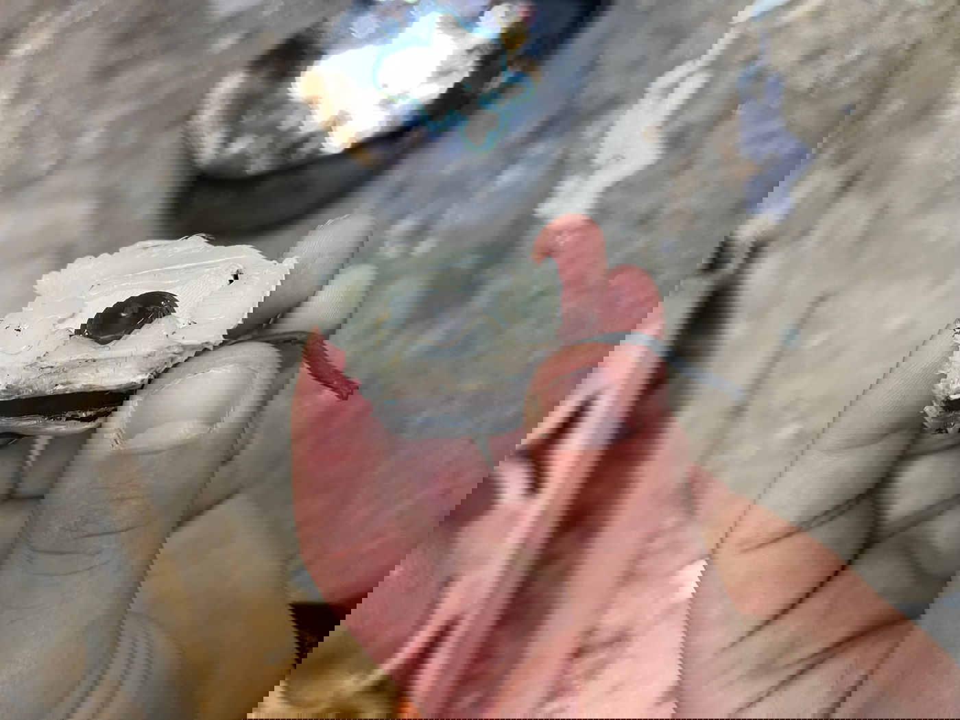 המצלמה שנחשפה