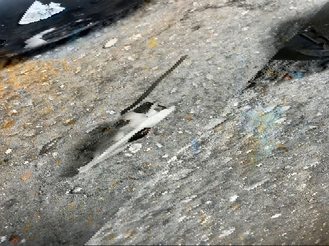 המצלמה שנחשפה