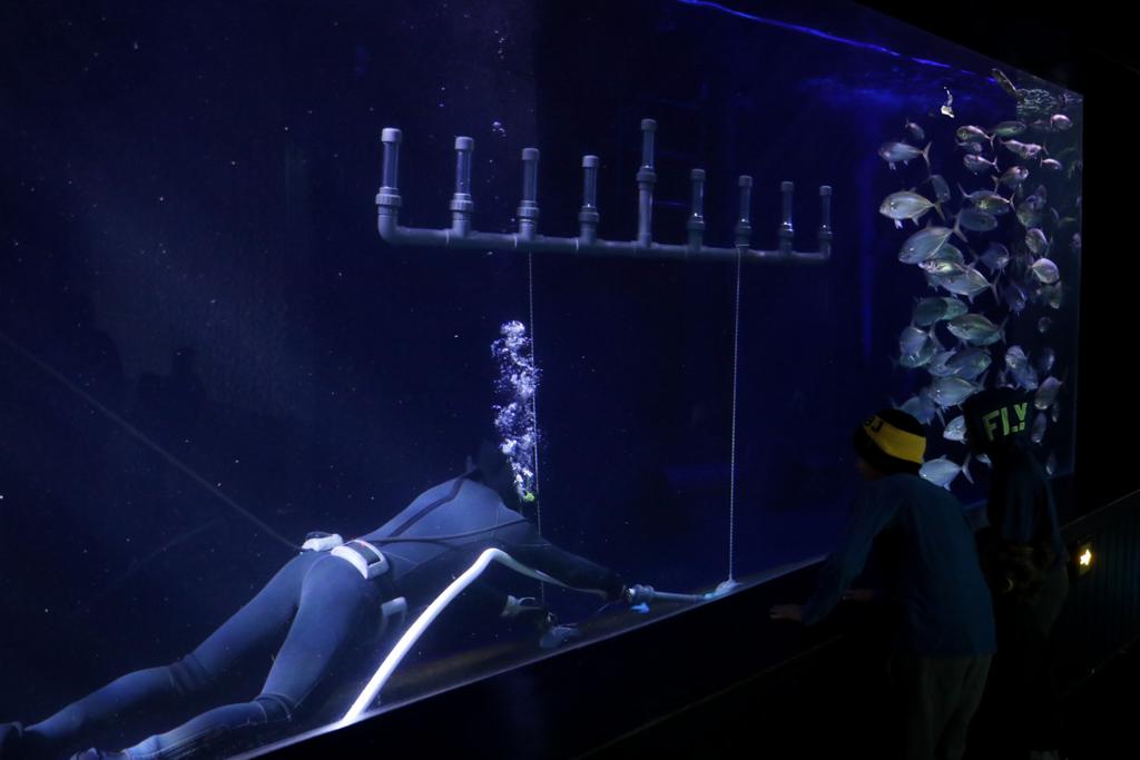 ליד הדגים: החנוכיה שבתוך האקווריום הענק • תיעוד