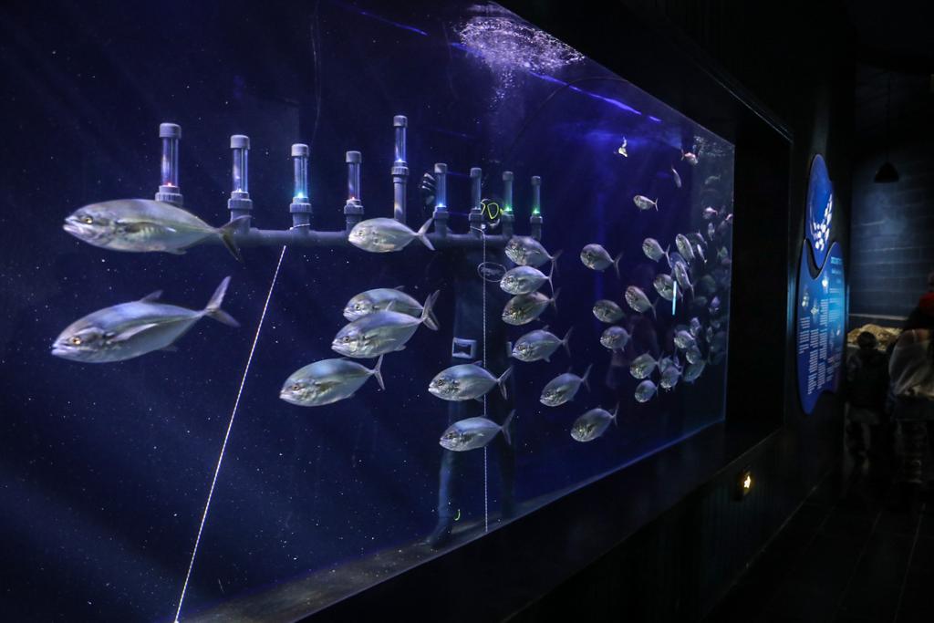 ליד הדגים: החנוכיה שבתוך האקווריום הענק • תיעוד