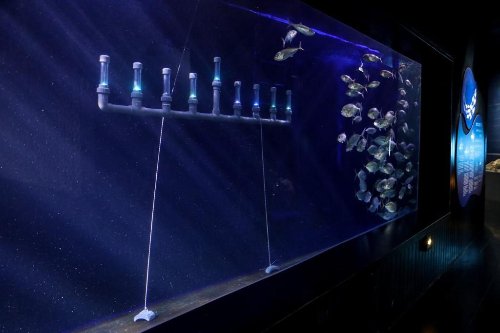 ליד הדגים: החנוכיה שבתוך האקווריום הענק • תיעוד