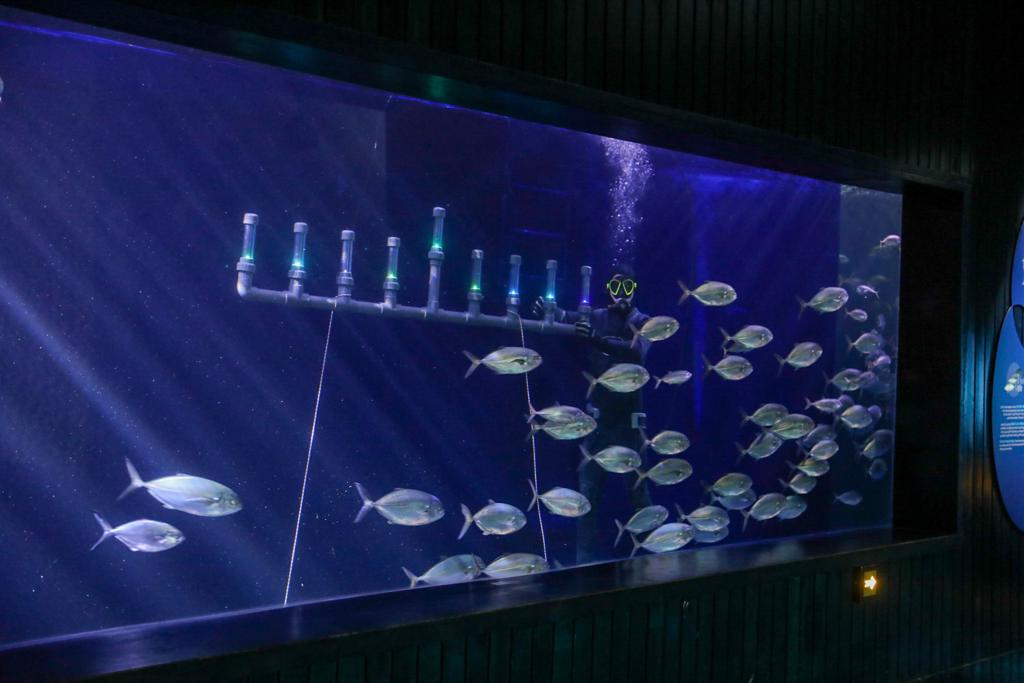 ליד הדגים: החנוכיה שבתוך האקווריום הענק • תיעוד