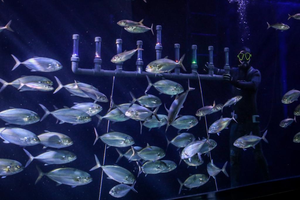 ליד הדגים: החנוכיה שבתוך האקווריום הענק • תיעוד