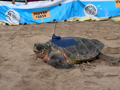 צבי הים הוחזרו
