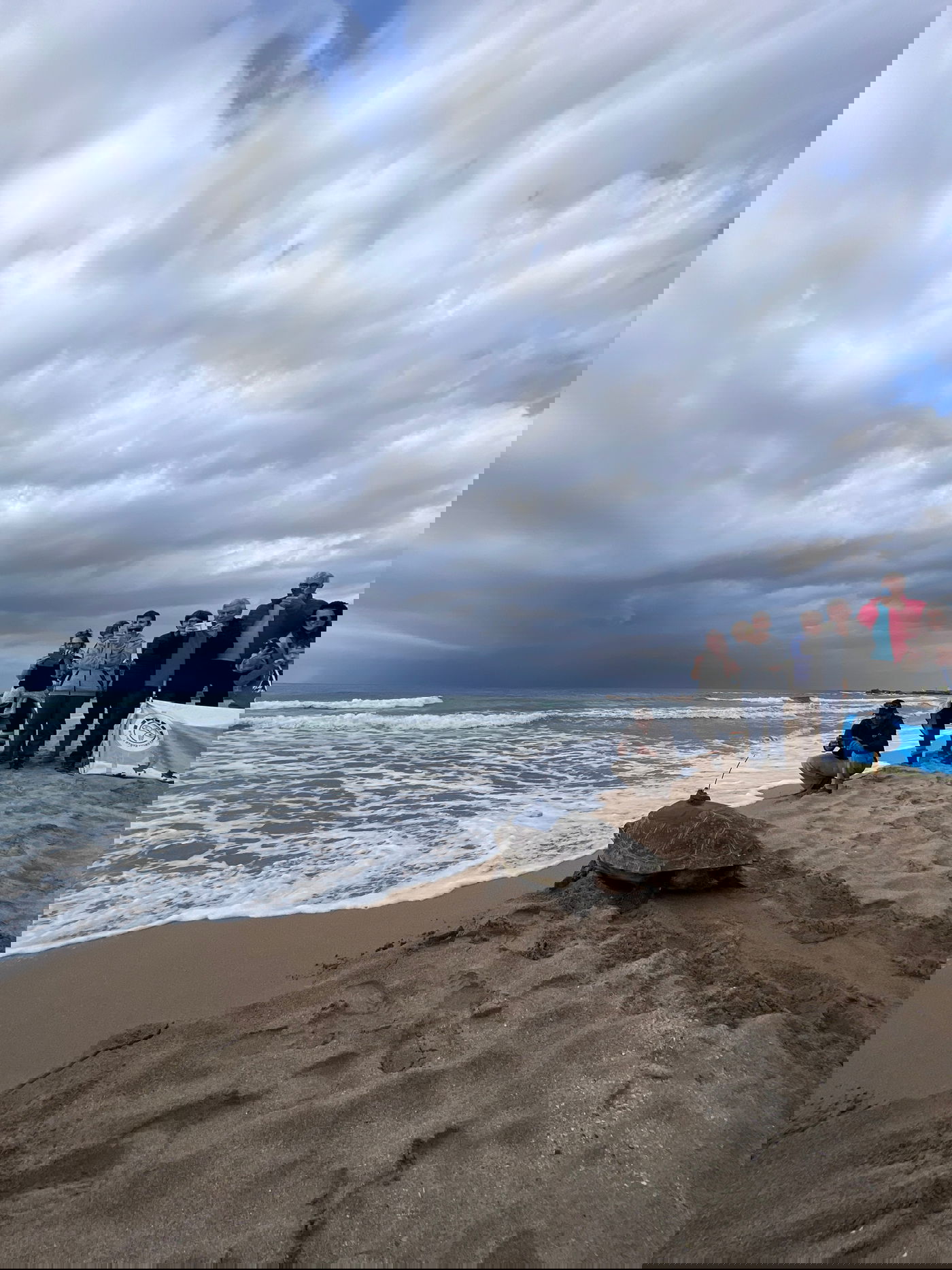 חמישה צבי ים עברו שיקום והוחזרו לחוף בננה ביץ' | צפו