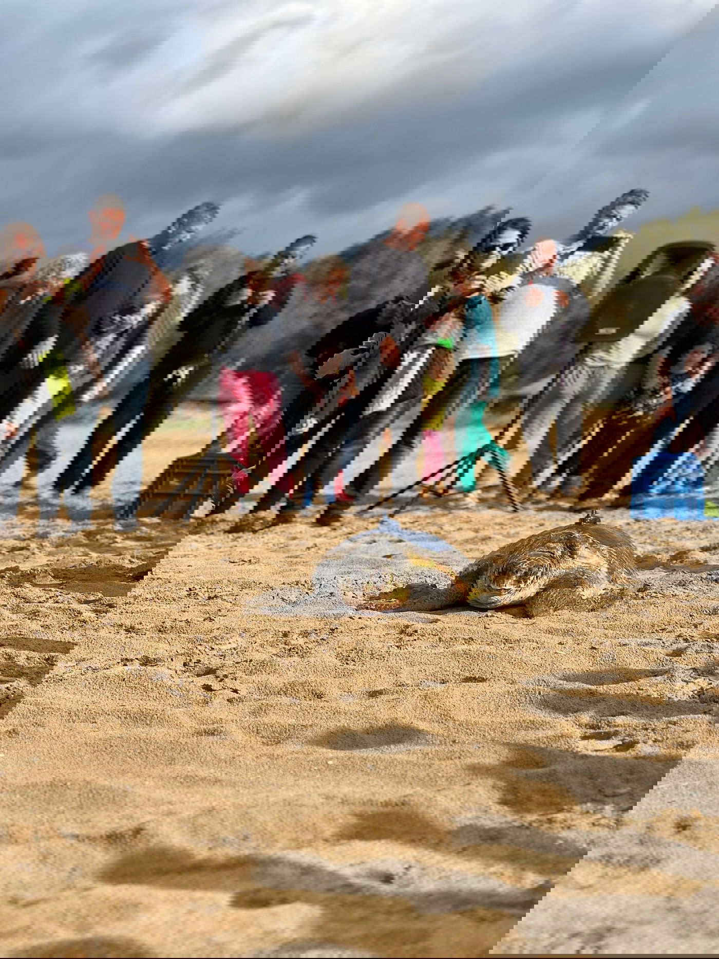 חמישה צבי ים עברו שיקום והוחזרו לחוף בננה ביץ' | צפו