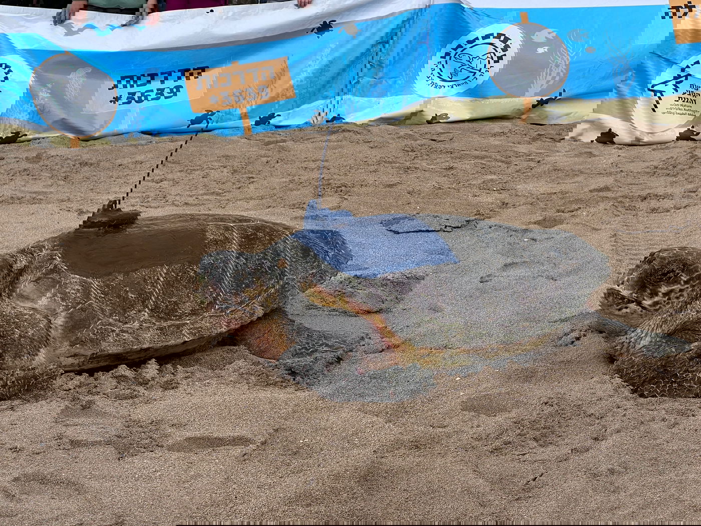 חמישה צבי ים עברו שיקום והוחזרו לחוף בננה ביץ' | צפו