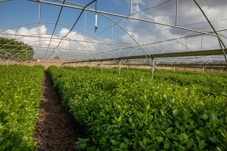 חמה לגידול גת