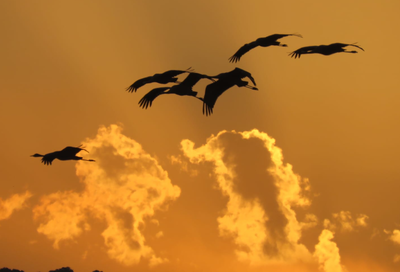 תיעוד מרהיב: כ-19,500 עגורים באגמון החולה