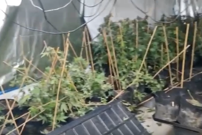 מעבדה במחסן: נחשפו מאות שתילים החשודים כסם