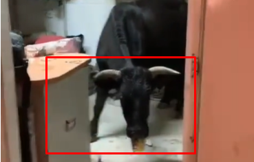 בבסיס הצפוני: השור הרעב הגיע לחדר והטיל אימה | צפו