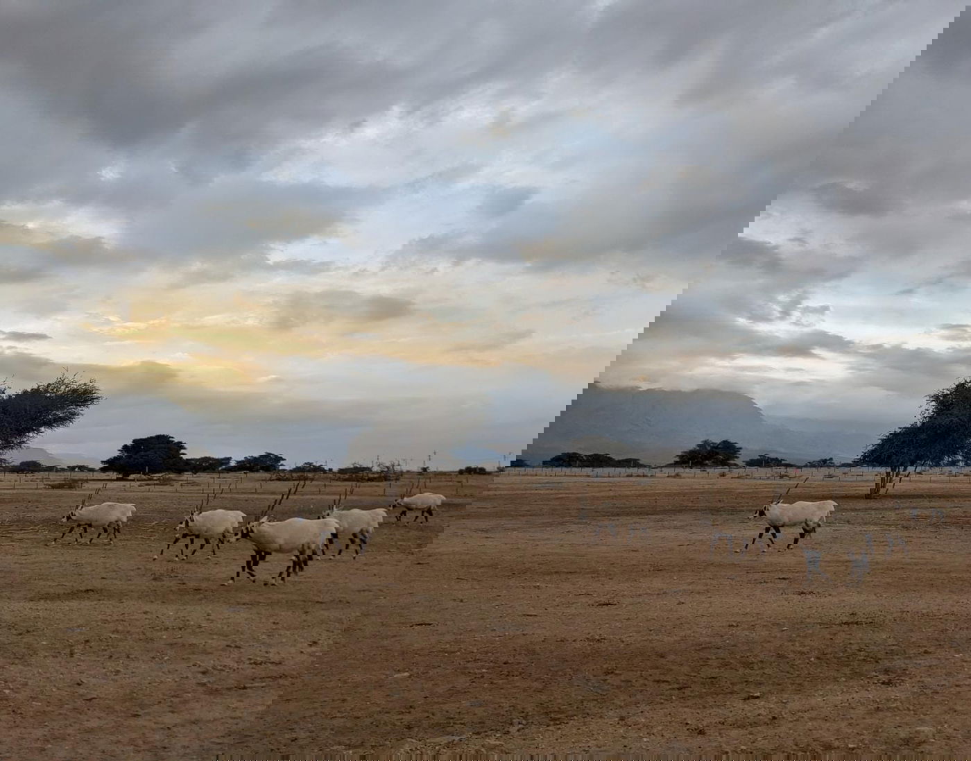 בשמורת הטבע הסמוכה לאילת: נולדו שמונה עגלי ראמים