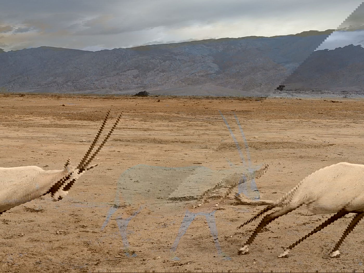 בשמורת הטבע הסמוכה לאילת: נולדו שמונה עגלי ראמים