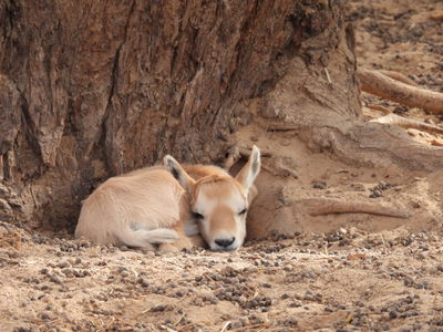 8 עגלים נולדו