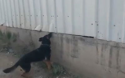 תפיסת הסמים