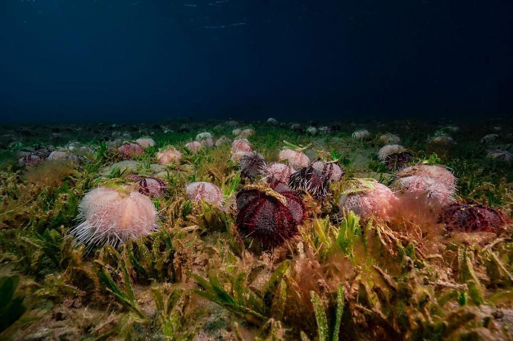 לצלול עם חשמלן פרסי - שמכה את טורפיו במכת חשמל
