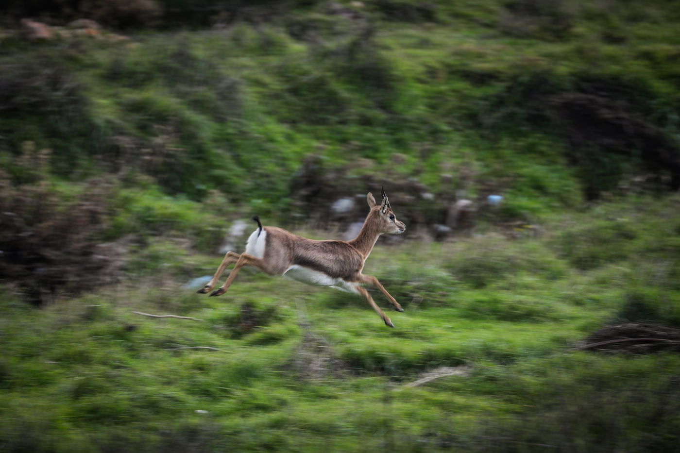 צפו בתמונות: הצבאים משחקים בלב ירושלים