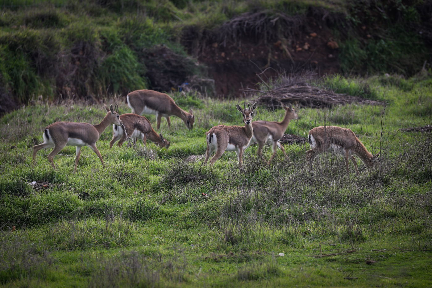 צפו בתמונות: הצבאים משחקים בלב ירושלים