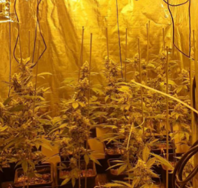 בתוך וילה בו התגורר אב עם בנותיו: מעבדה לגידול סמים