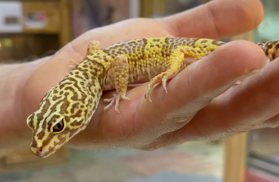 זה הגורם המהווה סכנה לזן הנדיר • שממית מנומרת