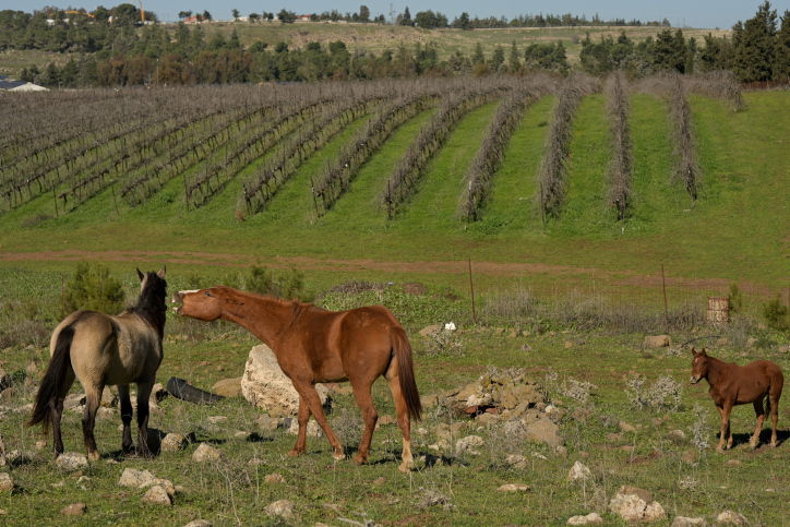 התחזית: מעונן חלקית עד בהיר, תורגש התחממות נוספת