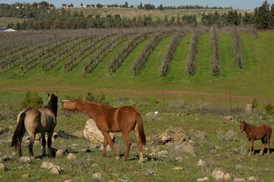 התחזית: מעונן חלקית עד בהיר, תורגש התחממות נוספת