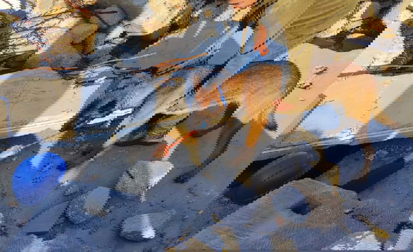 הכלבים הריחו את ה"נעדרים" מתחת להריסות