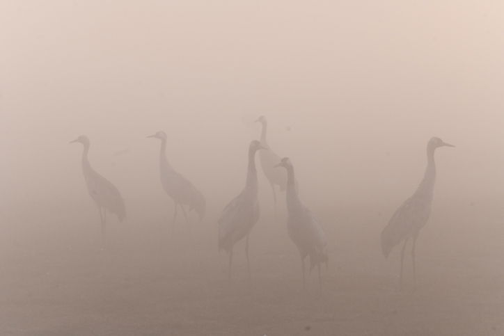 מדהים: אלפי העגורים עצרו למנוחה בעמק החולה