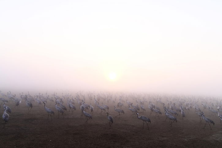 מדהים: אלפי העגורים עצרו למנוחה בעמק החולה