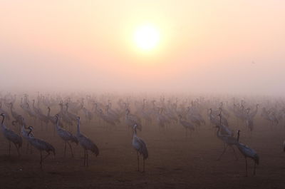 מדהים: אלפי העגורים עצרו למנוחה בעמק החולה