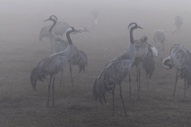 מדהים: אלפי העגורים עצרו למנוחה בעמק החולה