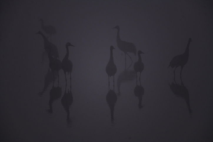 מדהים: אלפי העגורים עצרו למנוחה בעמק החולה