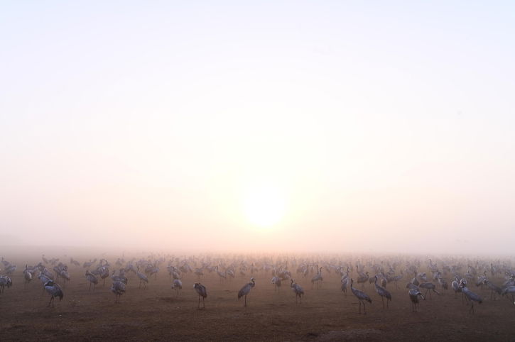 מדהים: אלפי העגורים עצרו למנוחה בעמק החולה
