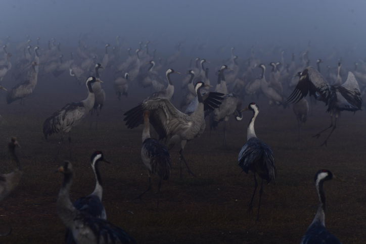 מדהים: אלפי העגורים עצרו למנוחה בעמק החולה