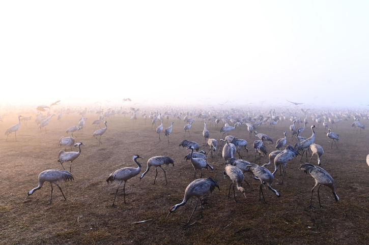 מדהים: אלפי העגורים עצרו למנוחה בעמק החולה