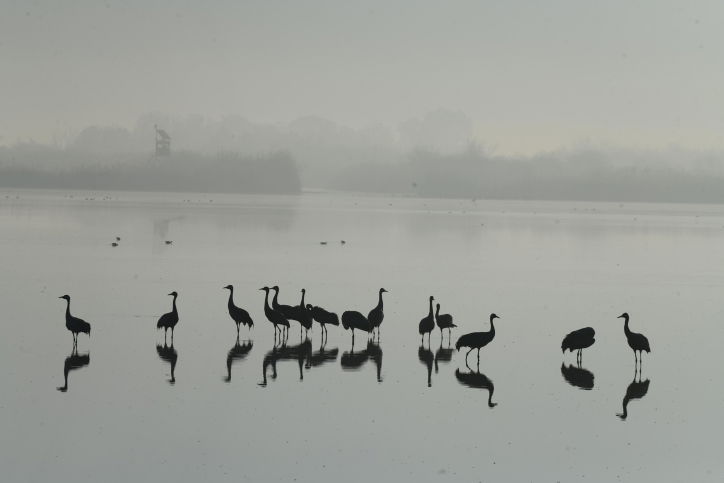 מדהים: אלפי העגורים עצרו למנוחה בעמק החולה