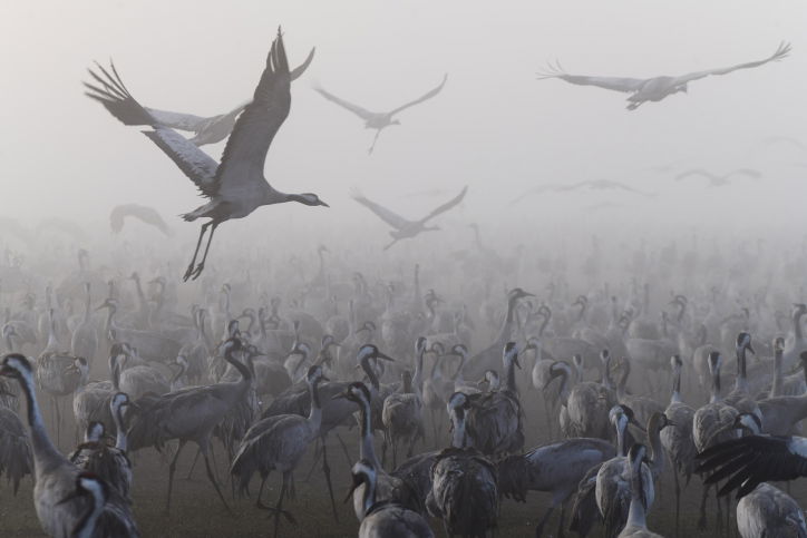 מדהים: אלפי העגורים עצרו למנוחה בעמק החולה