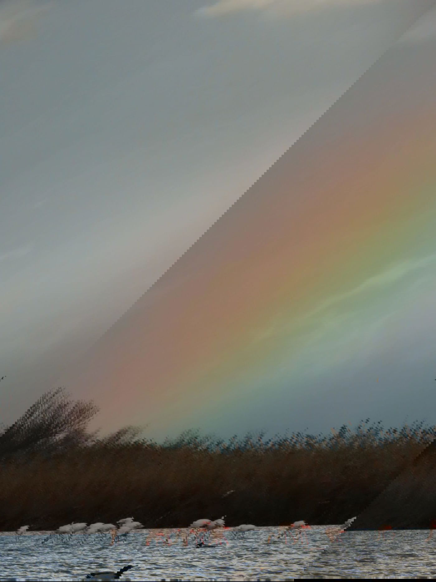 מראה חורפי יפהפה היום ב'אגמון החולה' | צפו בתיעוד